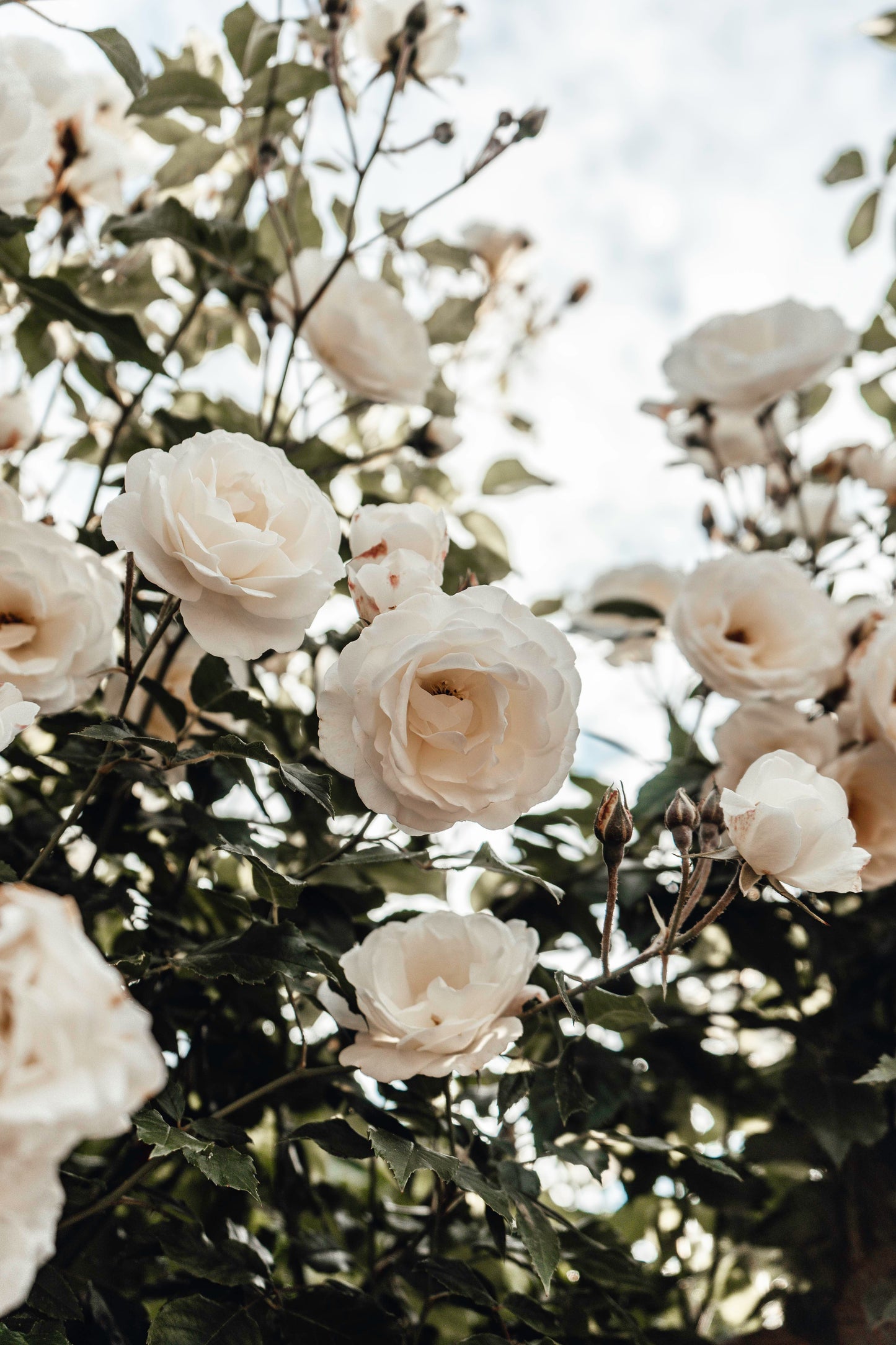 A Rosey Reflection Exercise